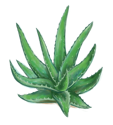 Aloe em Proctonic